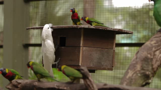 The Rainbow Lorikeet Trichoglossus Moluccanus And The Salmon Crested Cockatoo Cacatua Moluccensis