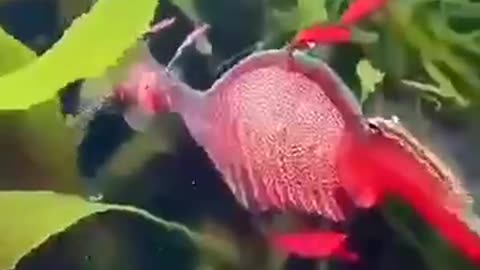 A seahorse I've never seen before