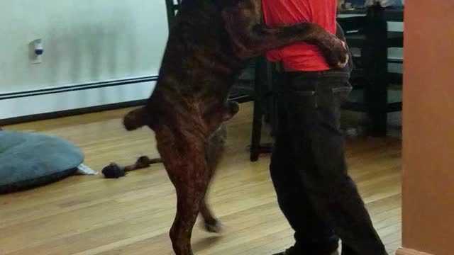 Cane corso pup "dancing" with is boy