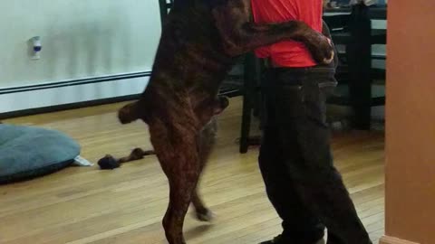 Cane corso pup "dancing" with is boy