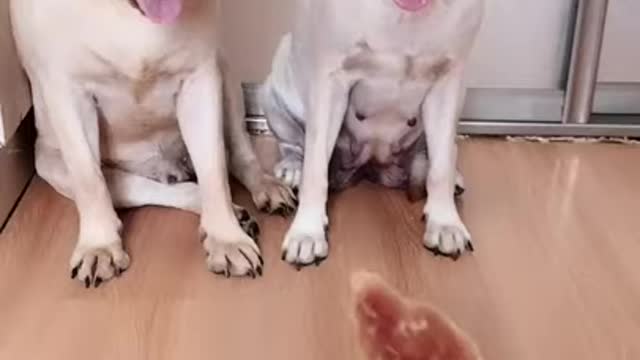 Funny Dog Videos in india