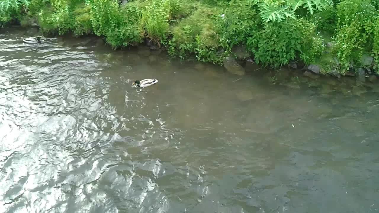 A duck have fun landing in a creek.Other ducks swimming around. Germany Holiday May 28,2021. Video