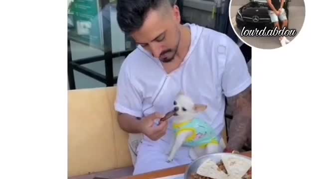 This dog does not eat only from the hand of the owner