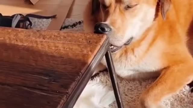 This dog is a mood