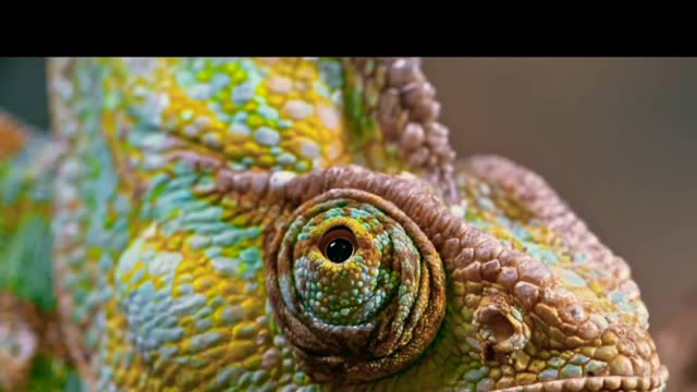 Latest version of the year|Beautiful chameleon|Interesting pet dogs and cats