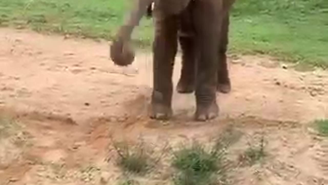 Sri Lanka elephant baby 😍