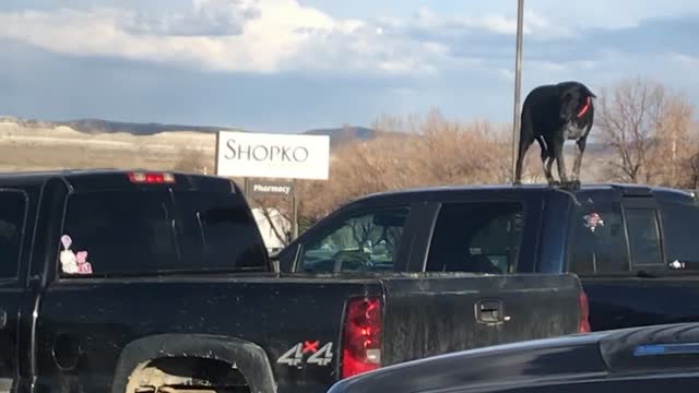 Pooch Waits Patiently on Top of Truck