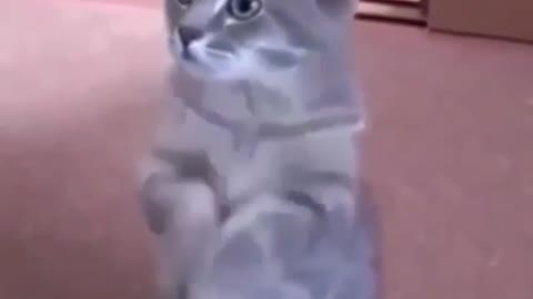 Cat begging