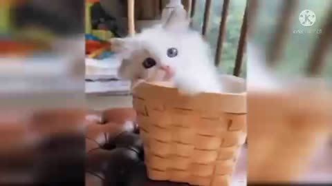 Funny cat