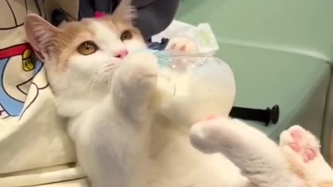 Cat drinking milk