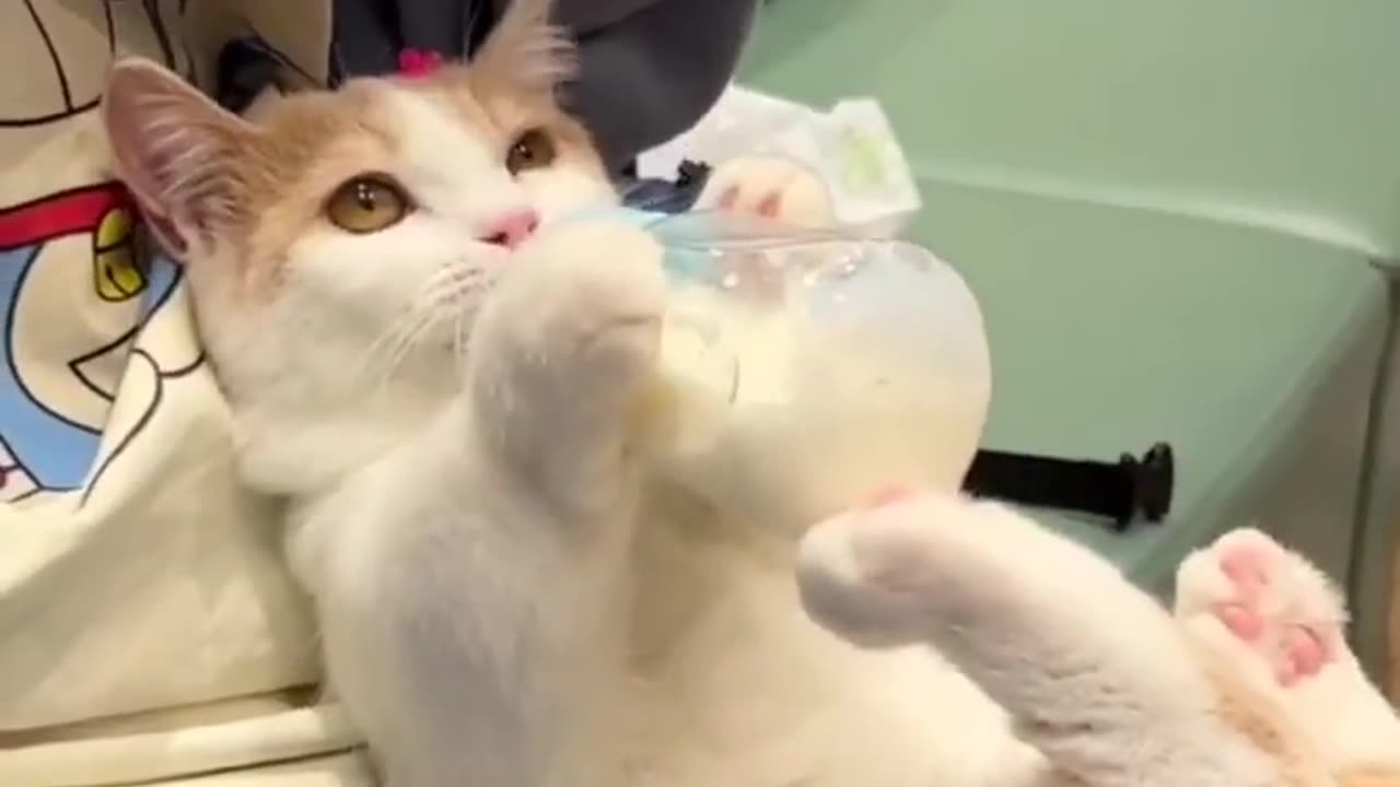 Cat drinking milk