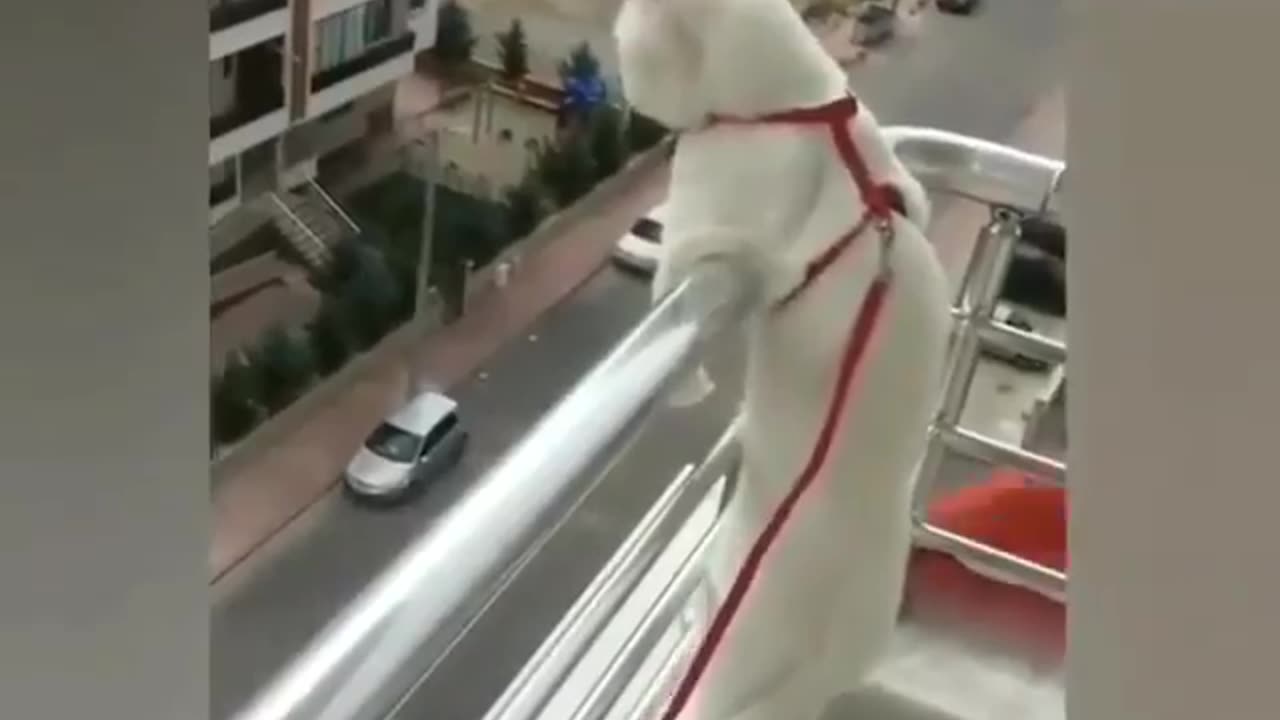 Cat video
