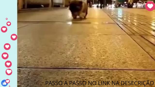 APRENDA CUIDAR BEM DO SEU CÃOZINHO https://bit.ly/3SKFVgG