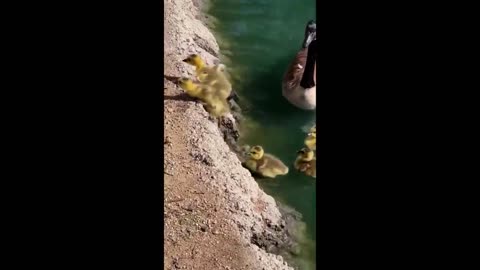 Cute Baby Animals Videos Compilation _ Funny and Cute Moment of the Animals #4 - Cutest Animals 2023