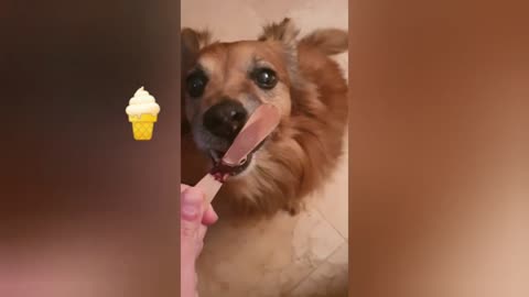 La la dog greedy for chocolate ice cream🍦