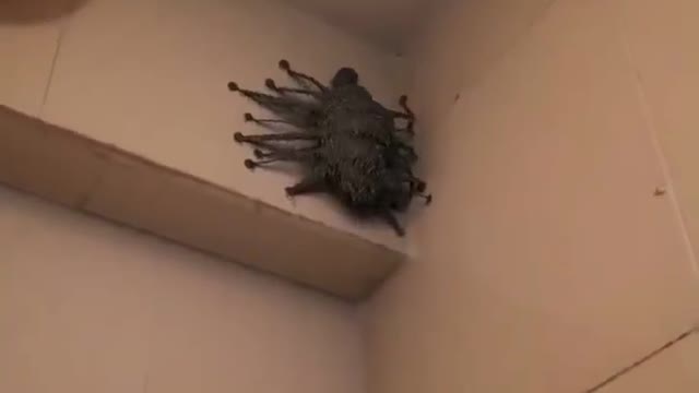 Have you ever seen this kind of animal?
