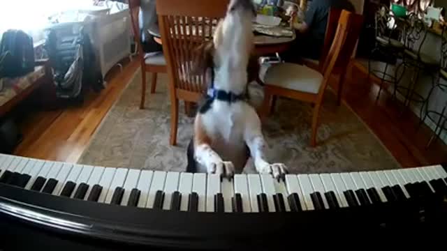 Dog plays piano and sings