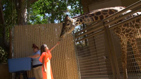 Feeding the Giraffes at the Zoo