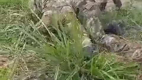 Grave agresión en batallón Cacique Pigoanza, del Huila