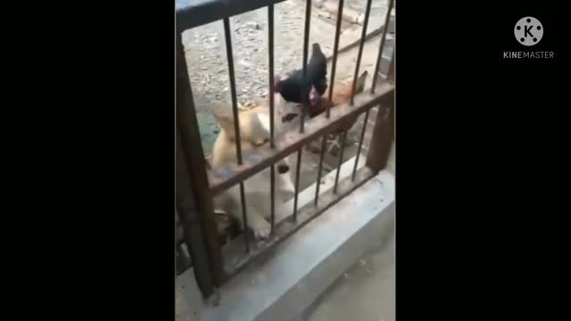 Chicken vs dogs part 2