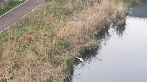 a Crane in small stream