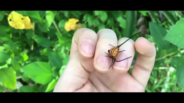 strange insect