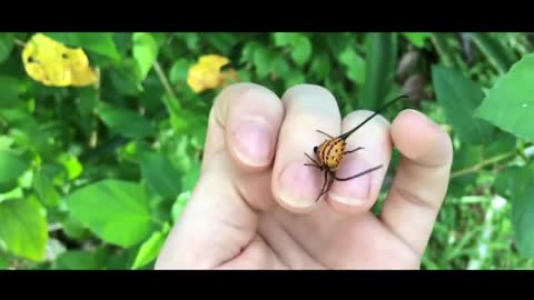 strange insect