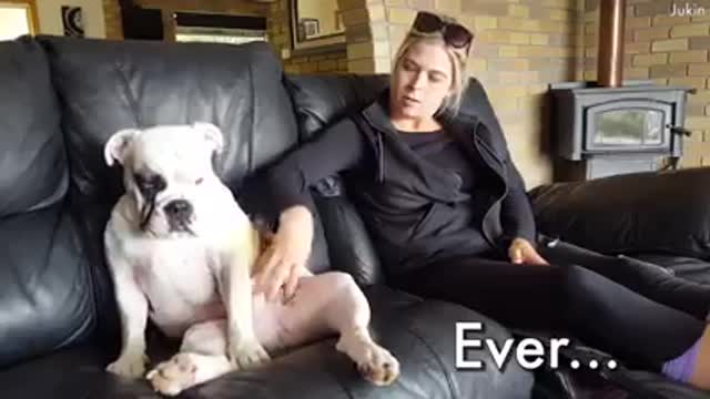 Funny dogs a funny dog videos compilation 2017 ( news )