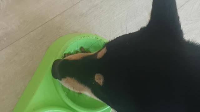 Cute Shiba dog eating feed