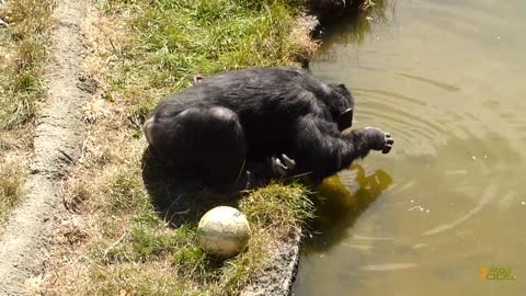 Well-mannered chimpanzee at Wellington Zoo Chimpanzee looks at it's Reflection