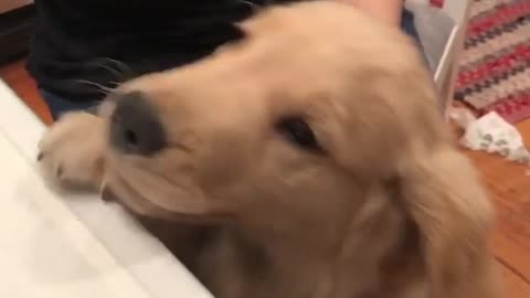 Golden retriever brown puppy dog reaching for something on top of white table