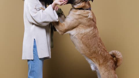 Dog woman playing