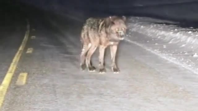 Wild fox spotted on highway.