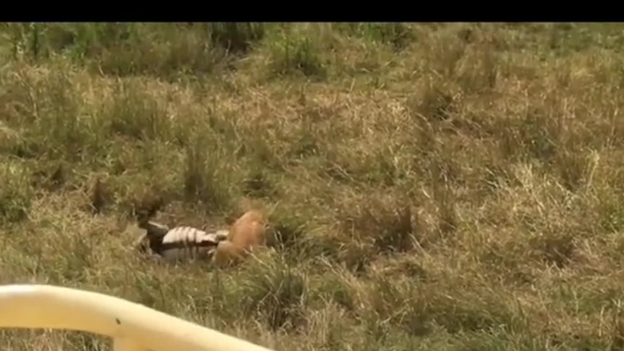 The Lion and zebras fight 🦓🐯