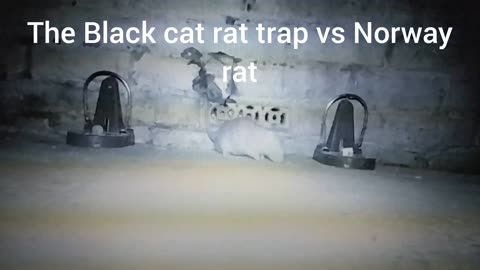 Rat vs rat trap