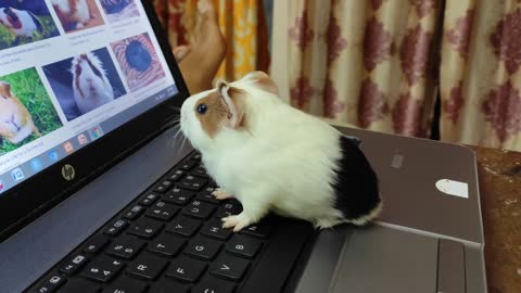 Baby guinea watching big guinea on laptop screen. #cute reaction