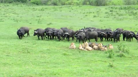 Lion vs buffalo