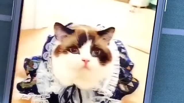 Cute and Funny Cat Video Compilation 2021