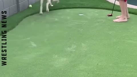 Funny animals