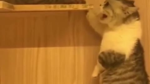 Cute Cats Fighting (Funny)
