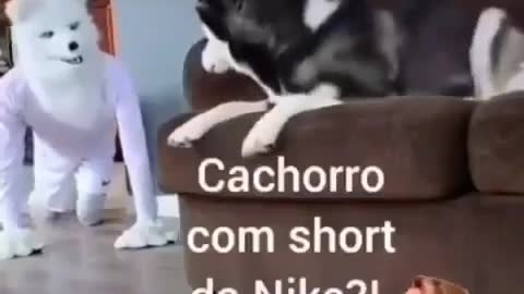 DOG SCAREE