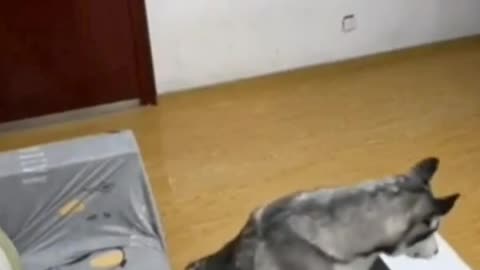 Future Dogs