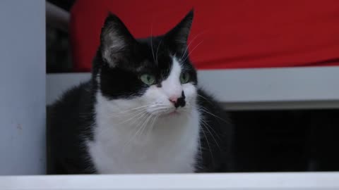 A black and White cat sitting in window side.