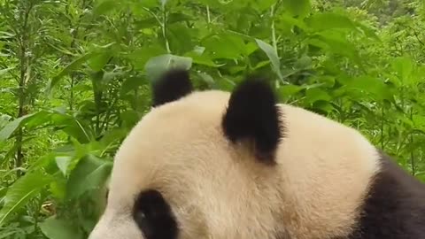 Panda loves to eat