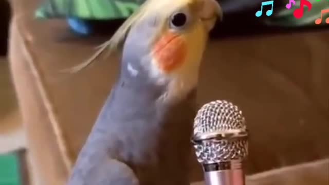 Bird singing like a chill