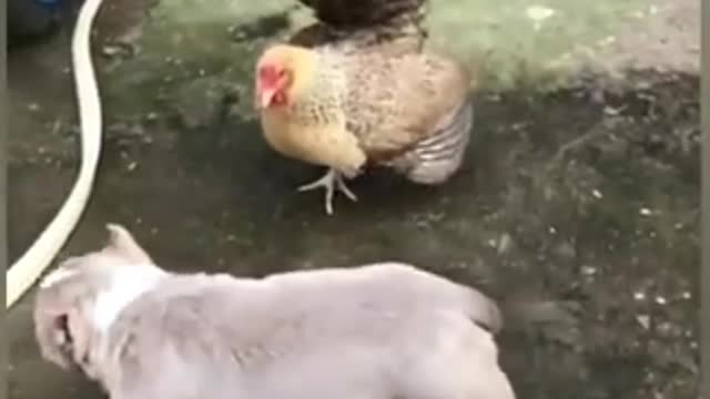 Dog vs hen funny videos