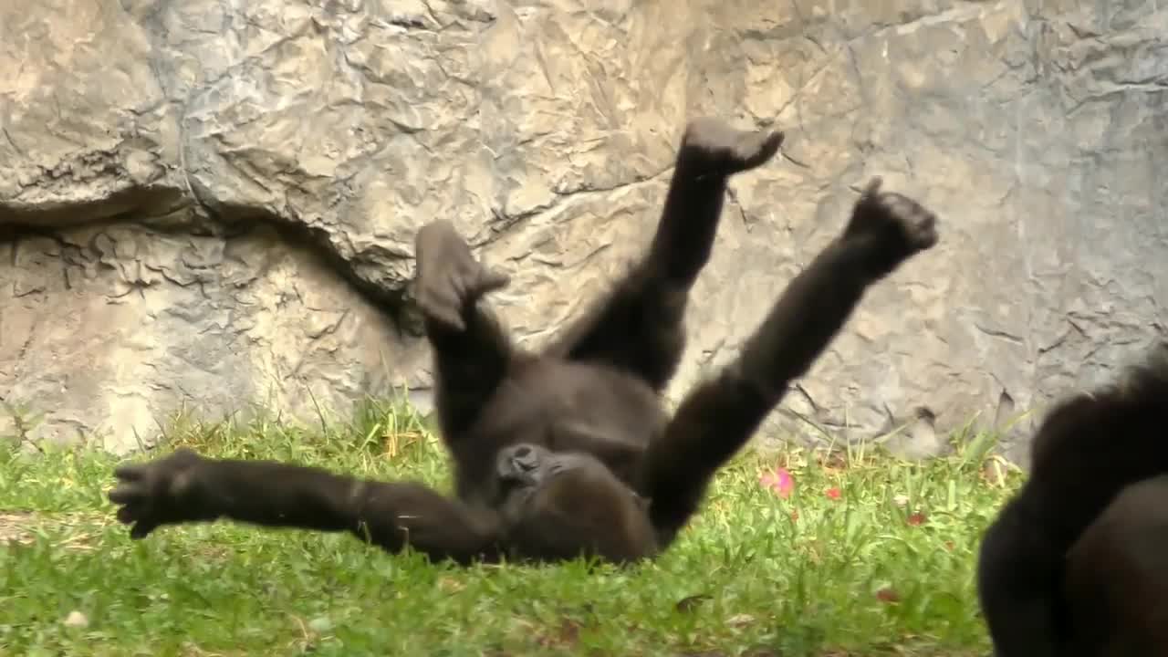 Funny baby gorilla Plays