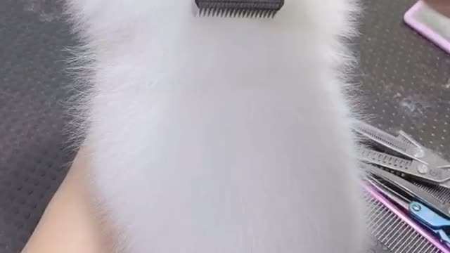 cute dog