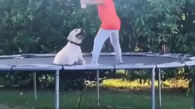 Jumping Baby | Jumping Dog