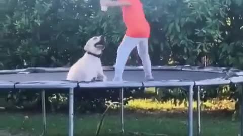Jumping Baby | Jumping Dog